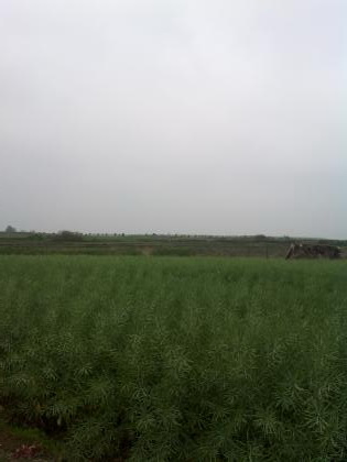 乡村好风景