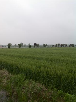 乡村好风景